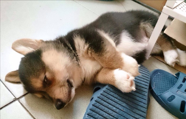 狗狗偏偏不睡狗窝，喜欢睡地板，其实是有原因的（狗狗不愿意睡床要睡地板）