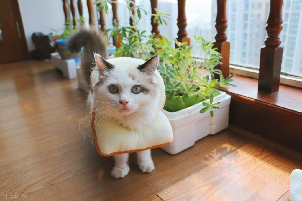 猫咪受凉感冒吃什么药?(猫咪受凉感冒了怎么办) 猫咪受凉感冒吃什么药?(猫咪受凉感冒了怎么办)