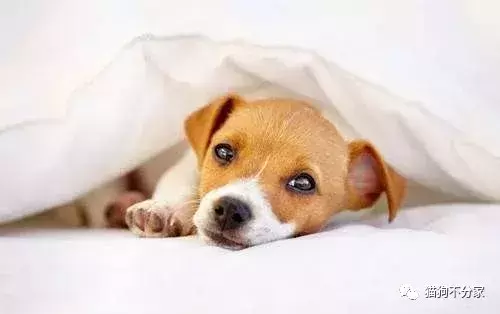 狗狗着凉怎么办?看过来哦!(狗狗着凉了会自愈吗怎么办) 狗狗着凉怎么办?看过来哦!(狗狗着凉了会自愈吗怎么办)