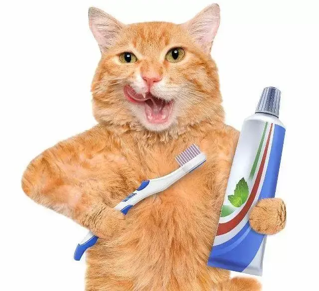 今天，你给自家主子刷牙了没！关心猫咪牙齿健康，从我做起！（猫咪专用牙刷）