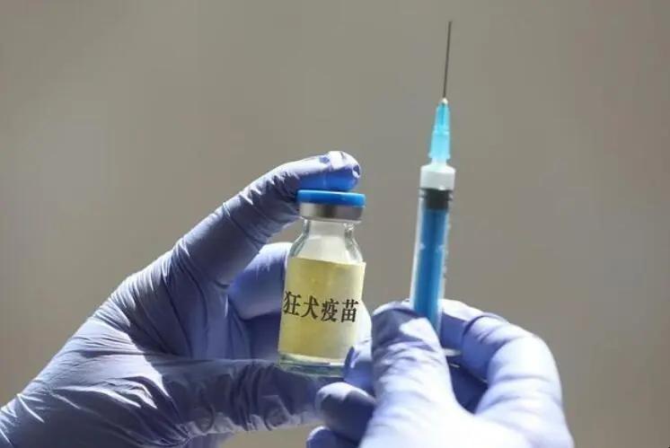 狗狗首轮疫苗如何打以及注意事项(狗狗首轮疫苗如何打以及注意事项图片) 狗狗首轮疫苗如何打以及注意事项(狗狗首轮疫苗如何打以及注意事项图片)