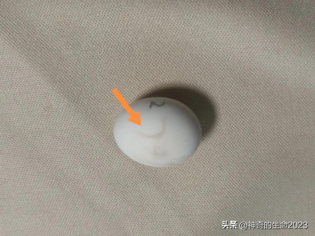 人工孵化虎皮鹦鹉蛋!这篇文章,手把手教会你提高成功率(虎皮鹦鹉人工孵化成长全过程) 人工孵化虎皮鹦鹉蛋!这篇文章,手把手教会你提高成功率(虎皮鹦鹉人工孵化成长全过程)