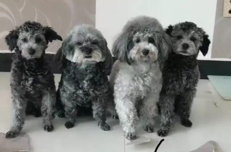 “我要买灰色贵宾,可老板拿只黑色的骗我!”(灰色贵宾犬一般是在什么价位的) “我要买灰色贵宾,可老板拿只黑色的骗我!”(灰色贵宾犬一般是在什么价位的)