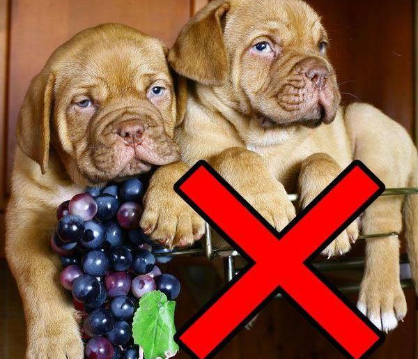 给狗狗吃水果时，千万不要误食这几种水果，对它伤害很大（狗狗吃水果有什么好处）