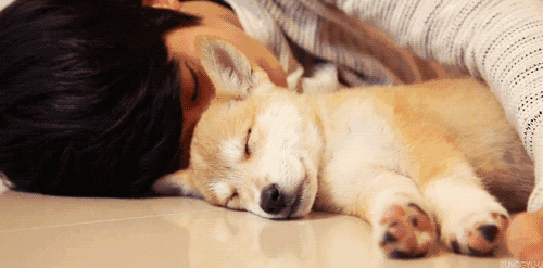 狗狗喜欢上床睡，有这些原因，看完心里暖暖的（狗喜欢人类吗）