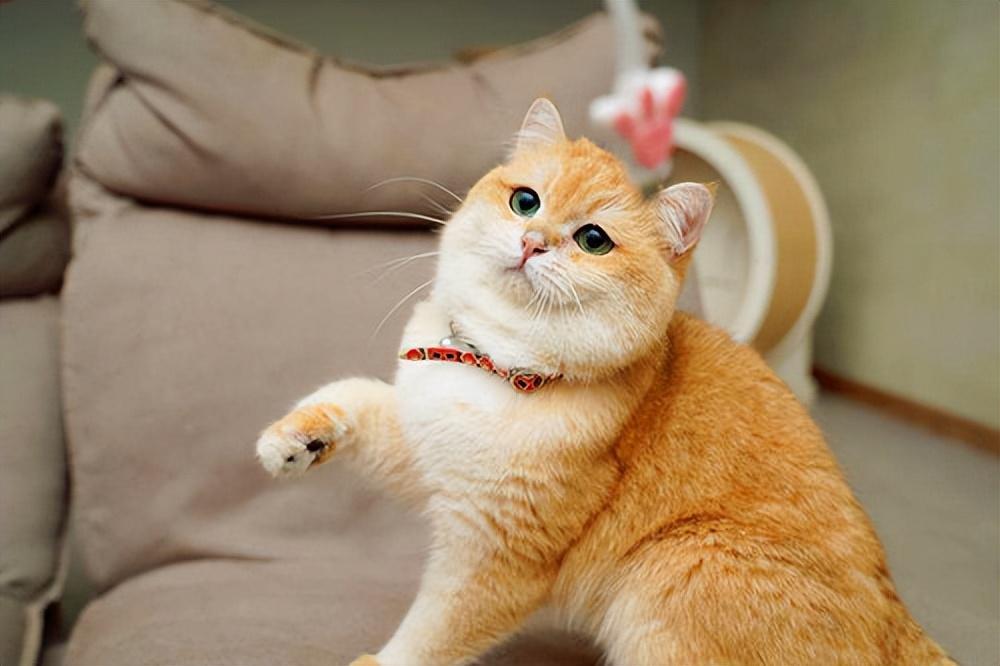 相似度99%的猫,一个都没认错的话,说明你很厉害(跟猫相似的动物照片) 相似度99%的猫,一个都没认错的话,说明你很厉害(跟猫相似的动物照片)