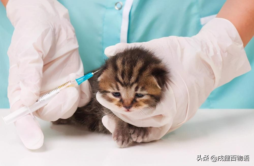 给猫咪打疫苗，不知道疫苗和驱虫怎么安排，怎么办？（小猫疫苗驱虫顺序）