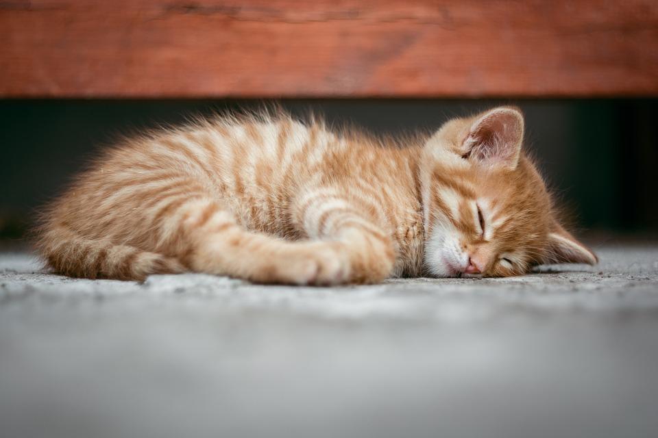 猫咪晚上不睡觉瞎闹腾,怎么办?这五招让它分分钟变安静(猫晚上不睡觉一直乱叫) 猫咪晚上不睡觉瞎闹腾,怎么办?这五招让它分分钟变安静(猫晚上不睡觉一直乱叫)