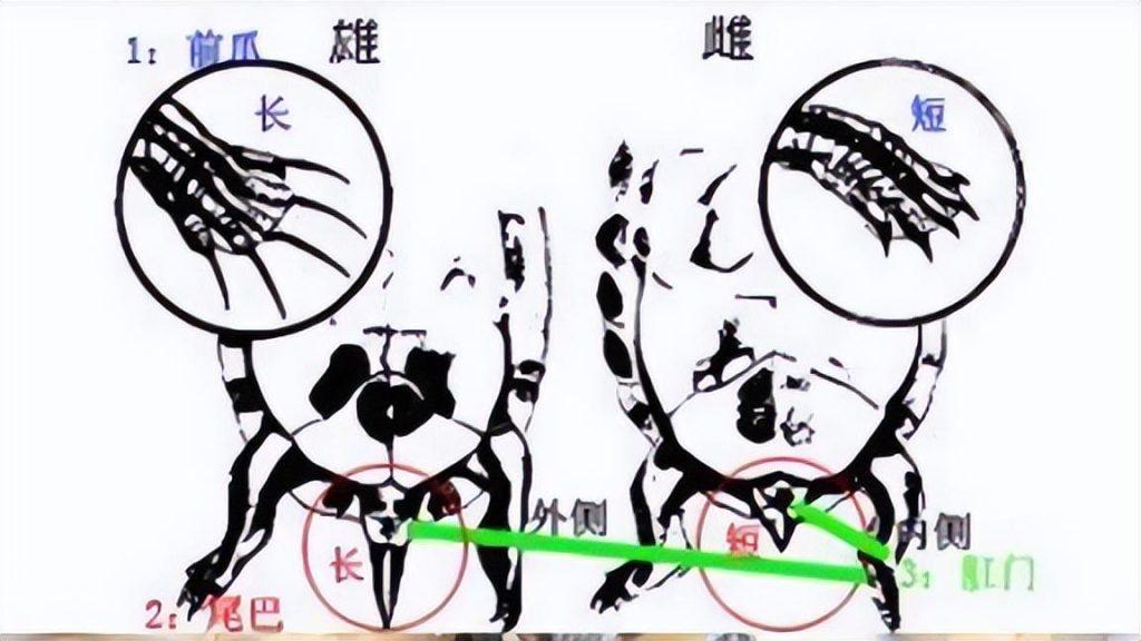 麝香龟怎么区分公母?(麝香龟怎么区分公母图片) 麝香龟怎么区分公母?(麝香龟怎么区分公母图片)