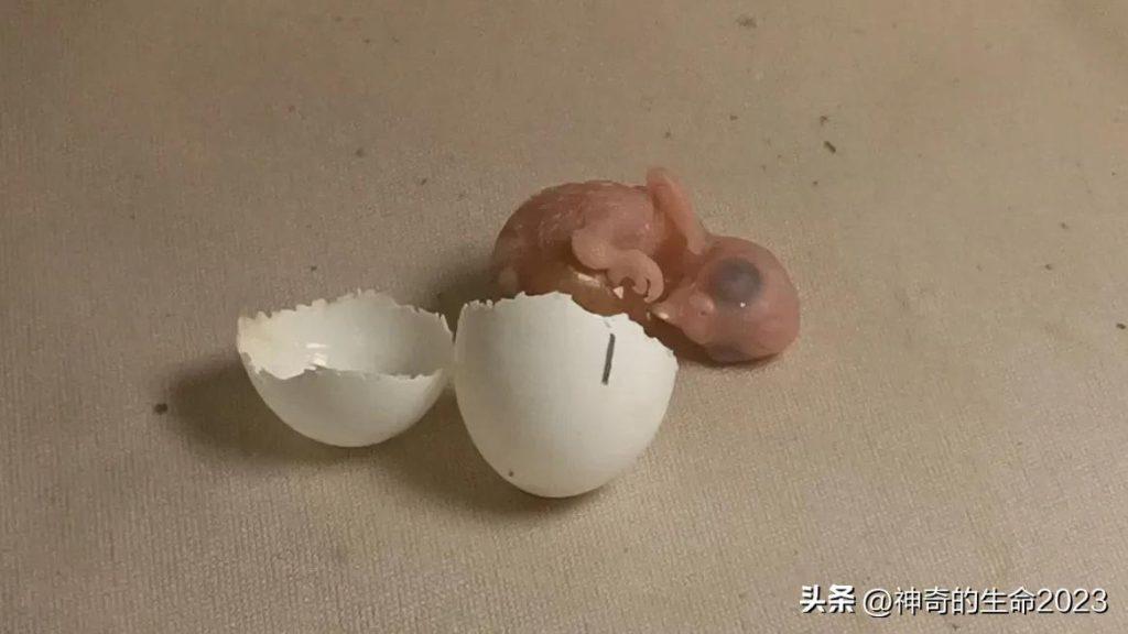 人工孵化虎皮鹦鹉蛋!这篇文章,手把手教会你提高成功率(虎皮鹦鹉人工孵化成长全过程) 人工孵化虎皮鹦鹉蛋!这篇文章,手把手教会你提高成功率(虎皮鹦鹉人工孵化成长全过程)