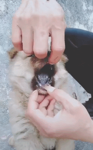 主人掰开小土狗的嘴巴,露出黑舌头,网友:这狗不一般(怎么撬开狗狗的嘴巴图解) 主人掰开小土狗的嘴巴,露出黑舌头,网友:这狗不一般(怎么撬开狗狗的嘴巴图解)
