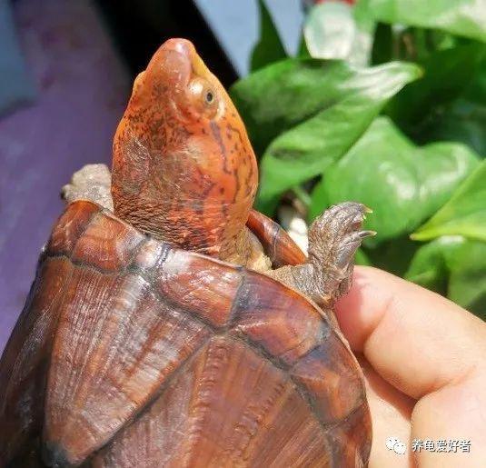 你所关心的龟类营养搭配:合理膳食更健康!(龟的吃法) 你所关心的龟类营养搭配:合理膳食更健康!(龟的吃法)
