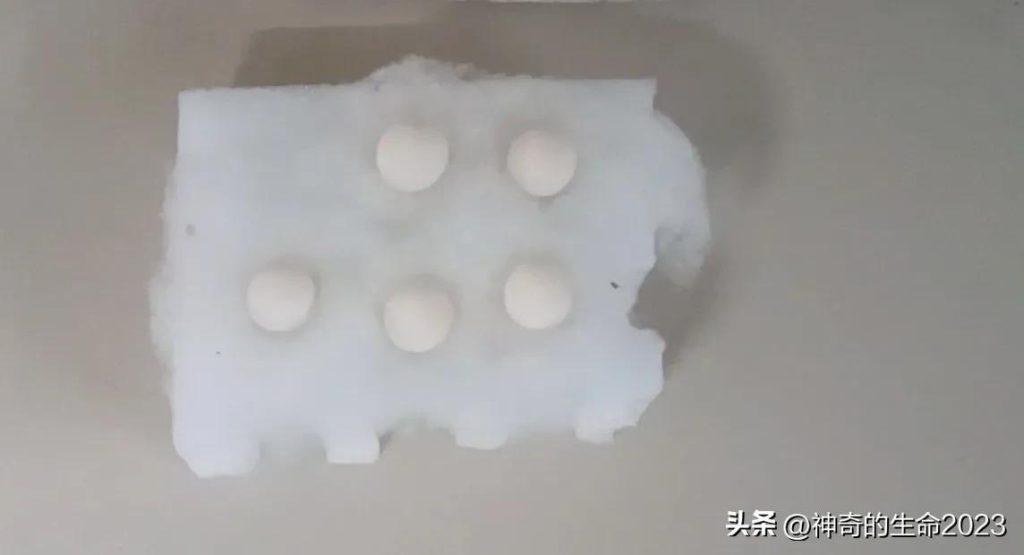 人工孵化虎皮鹦鹉蛋!这篇文章,手把手教会你提高成功率(虎皮鹦鹉人工孵化成长全过程) 人工孵化虎皮鹦鹉蛋!这篇文章,手把手教会你提高成功率(虎皮鹦鹉人工孵化成长全过程)