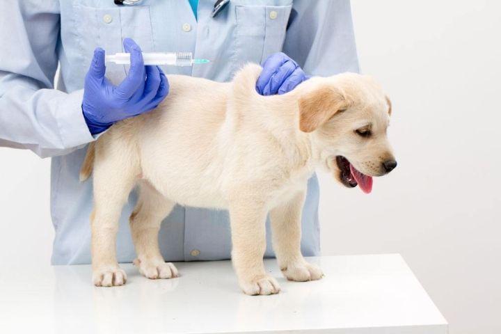 狗狗首轮疫苗如何打以及注意事项（狗狗首轮疫苗如何打以及注意事项图片）