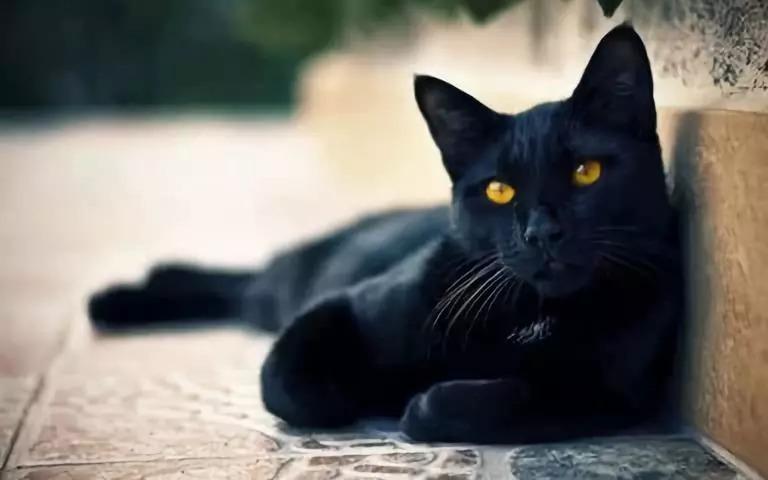 相似度99%的猫,一个都没认错的话,说明你很厉害(跟猫相似的动物照片) 相似度99%的猫,一个都没认错的话,说明你很厉害(跟猫相似的动物照片)