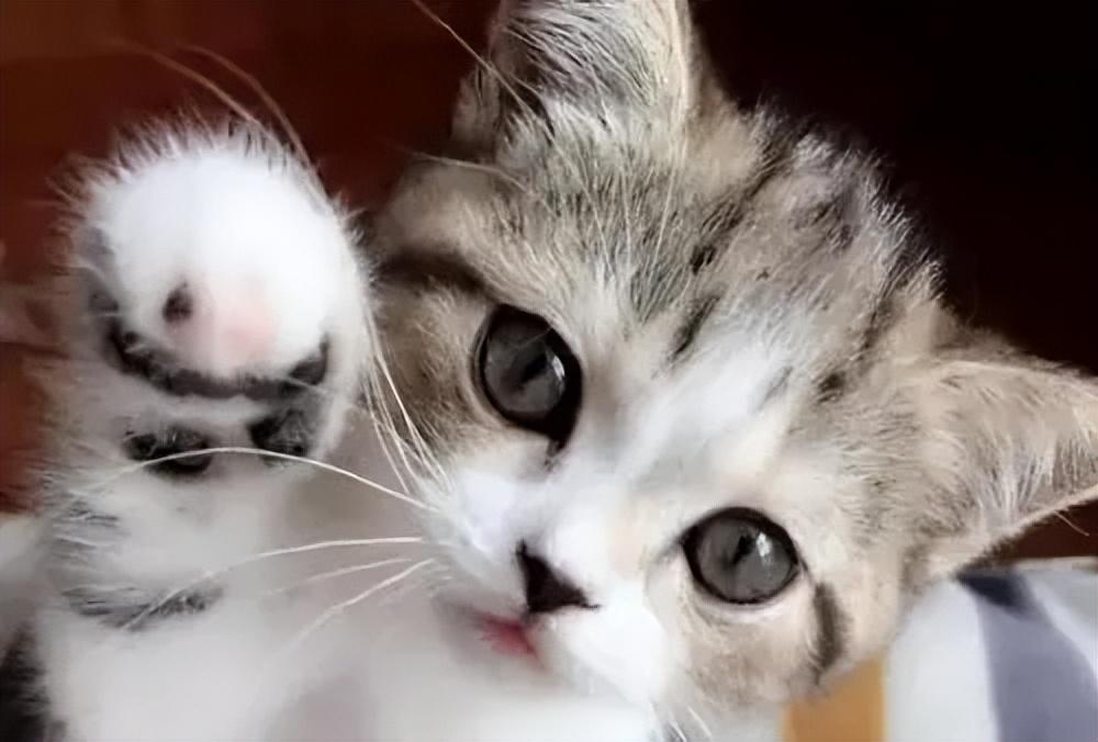 养过猫的房间怎么彻底消毒?(养猫的屋子用什么消毒得了猫瘟) 养过猫的房间怎么彻底消毒?(养猫的屋子用什么消毒得了猫瘟)