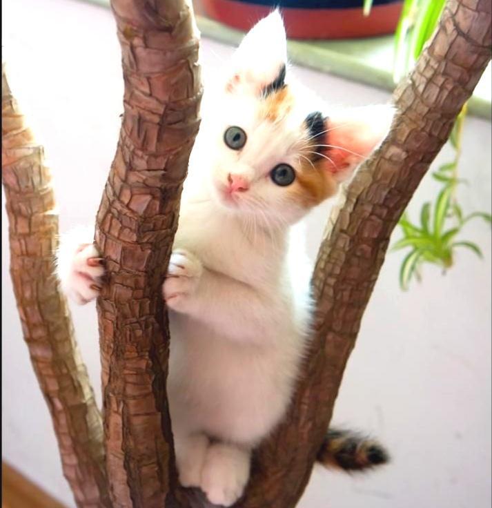 一只小猫跑到门口叫,有什么寓意吗?(一只小猫跑到门口叫,有什么寓意吗视频) 一只小猫跑到门口叫,有什么寓意吗?(一只小猫跑到门口叫,有什么寓意吗视频)