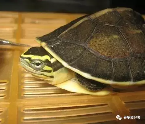 人感冒可以吃药,龟感冒了会自己好吗?(乌龟感冒可以吃人吃的感冒药吗)