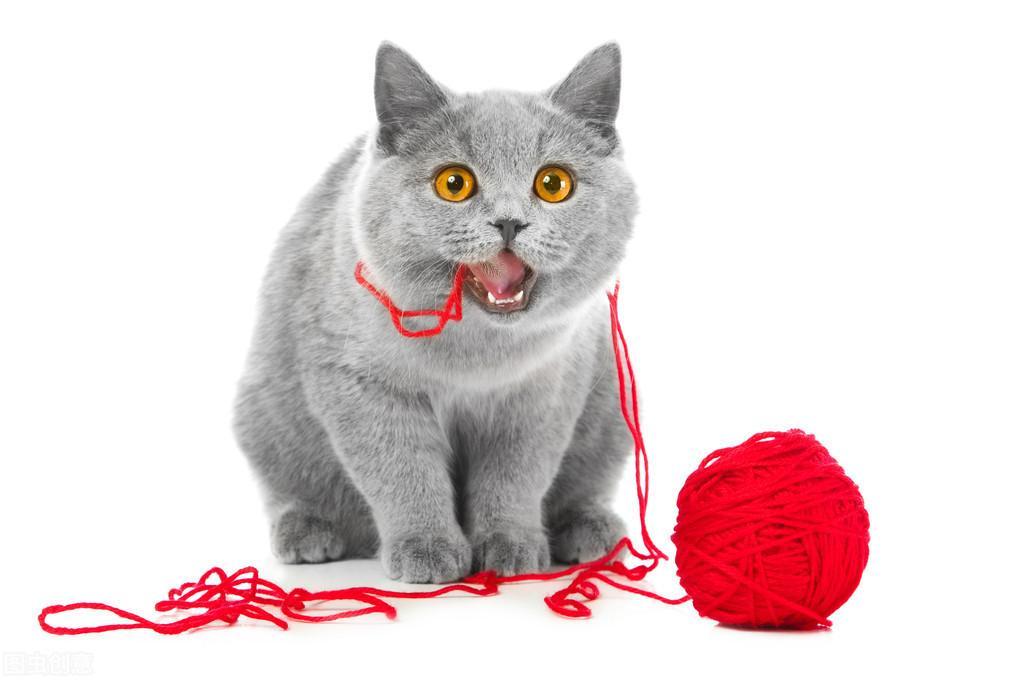 猫咪为啥喜欢吃毛线和带线的针？通过猫咪习性了解线性异物的危害（为什么猫喜欢吃毛线）
