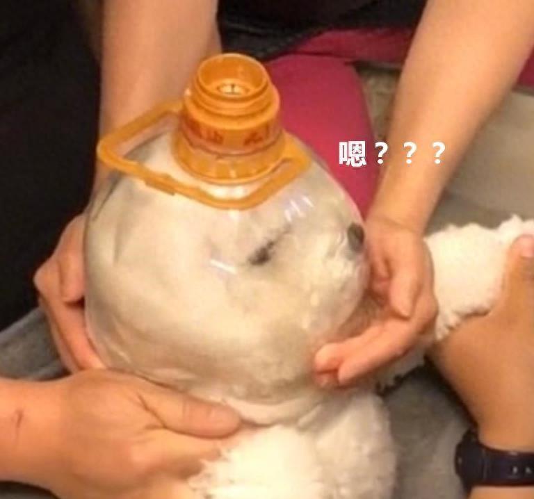 狗指甲不定期修剪危害大，只需4步教你给狗狗无痛剪指甲！（狗狗剪指甲用什么工具好）