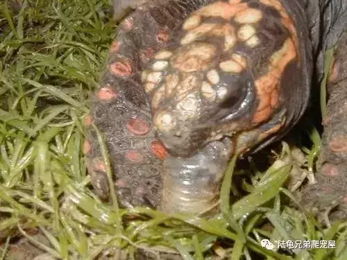 陆龟可以吃肉(动物蛋白)吗?(陆龟可以吃什么东西)