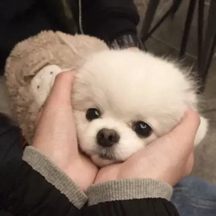 狗狗为什么会有泪痕?(狗狗泪痕怎么去除最快最有效) 狗狗为什么会有泪痕?(狗狗泪痕怎么去除最快最有效)