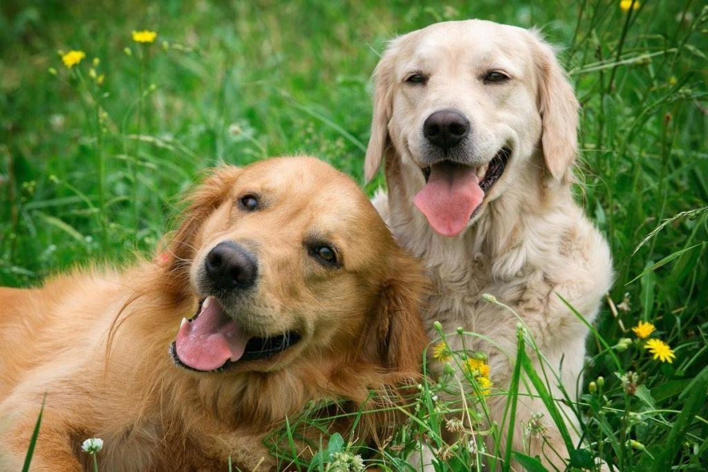 狗狗微笑的4个原因，全都知道的，说明你懂“它”！（狗狗微笑的表情包图片动态）