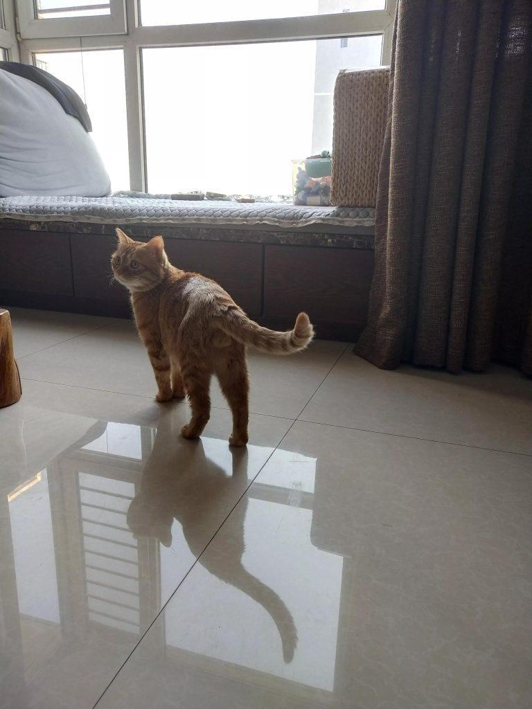 个人给猫咪治愈猫藓的小妙招,仅供参考!(如何给猫治疗猫癣视频) 个人给猫咪治愈猫藓的小妙招,仅供参考!(如何给猫治疗猫癣视频)