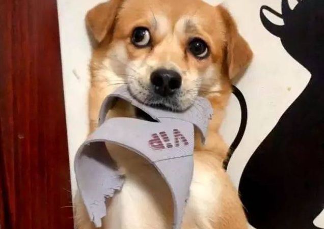 注意：狗狗咬鞋子的原因，可能并不是贪玩（狗狗咬我鞋子是什么意思）