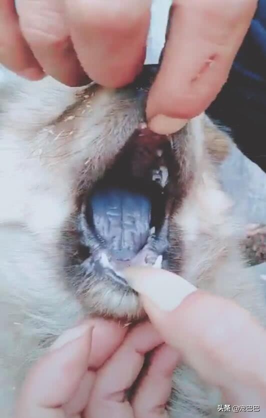 主人掰开小土狗的嘴巴,露出黑舌头,网友:这狗不一般(怎么撬开狗狗的嘴巴图解) 主人掰开小土狗的嘴巴,露出黑舌头,网友:这狗不一般(怎么撬开狗狗的嘴巴图解)