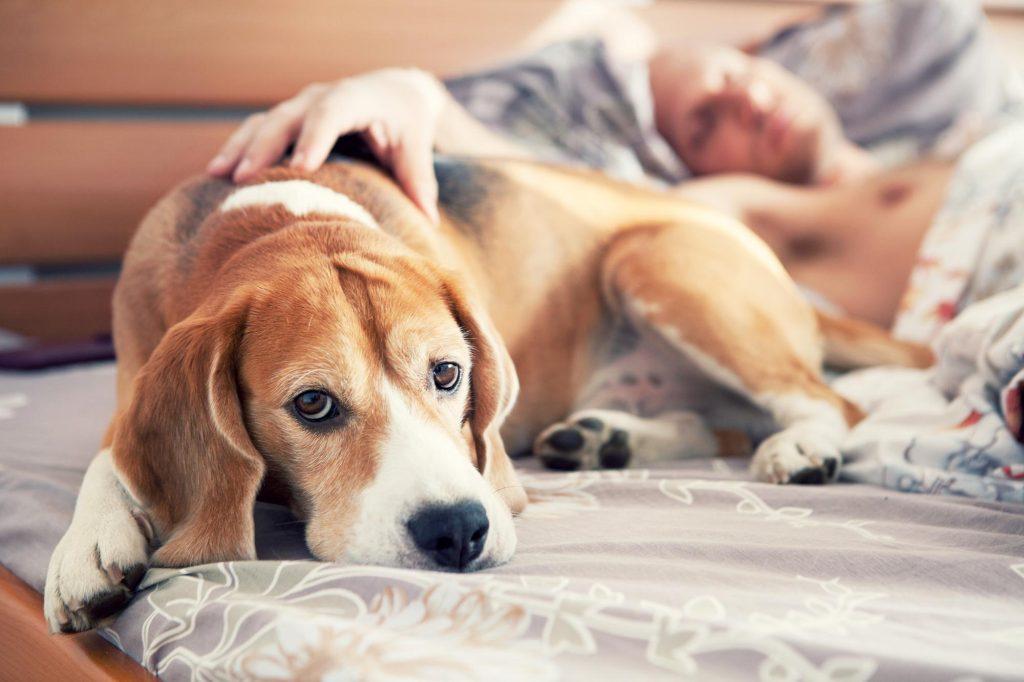 如果狗狗不幸在家中离世，主人该如何面对，妥善地处理爱犬的遗体？（狗狗死在家里是不是不好）
