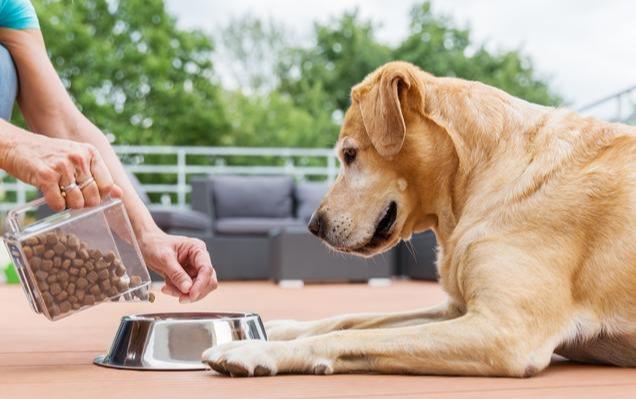 适合有孩子家庭饲养的狗狗:金毛犬(养金毛的人多还是养拉布拉多的人多) 适合有孩子家庭饲养的狗狗:金毛犬(养金毛的人多还是养拉布拉多的人多)