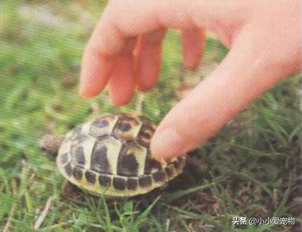 陆龟是如何度过一天的？陆龟的生活里有着长寿的习惯（陆龟要怎么样养比较好）