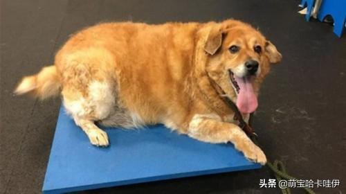 养金毛最忌讳主人做这6件事,新手主人千万不能犯(养金毛的人) 养金毛最忌讳主人做这6件事,新手主人千万不能犯(养金毛的人)