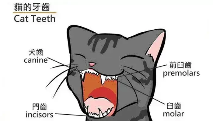 今天,你给自家主子刷牙了没!关心猫咪牙齿健康,从我做起!(猫咪专用牙刷) 今天,你给自家主子刷牙了没!关心猫咪牙齿健康,从我做起!(猫咪专用牙刷)