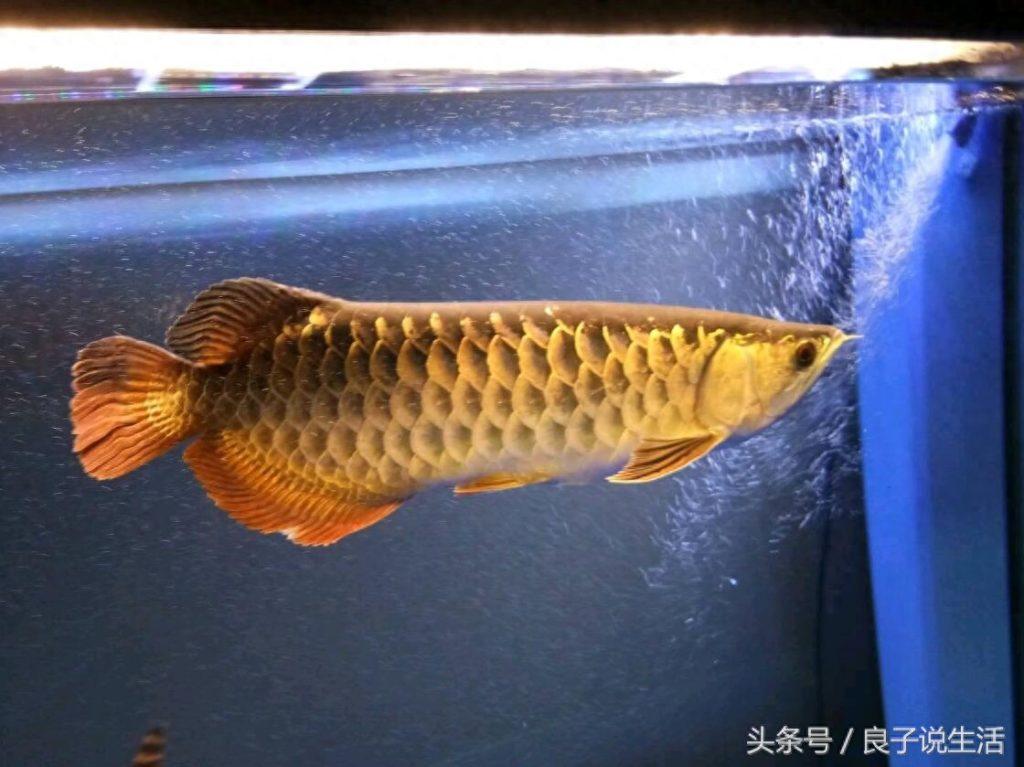龙鱼一旦翻肚子就很危险了,那该怎么办呢?(龙鱼翻肚多久能恢复过来) 龙鱼一旦翻肚子就很危险了,那该怎么办呢?(龙鱼翻肚多久能恢复过来)
