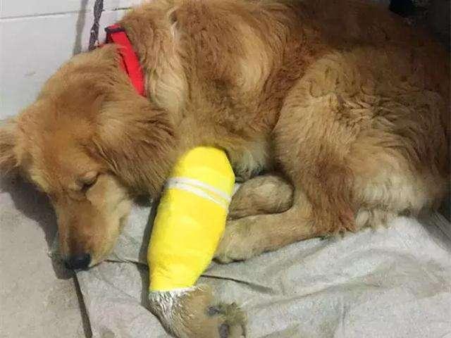 狗狗如果意外骨折受伤，主人请记住2点应急处理（狗狗骨折了该怎么办）
