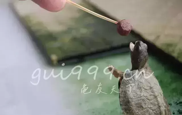 乌龟不进食的原因及开食有方法(乌龟不吃食怎么让它吃食物) 乌龟不进食的原因及开食有方法(乌龟不吃食怎么让它吃食物)