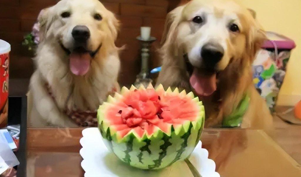 夏天给狗狗吃水果，别碰这10种，严重可致命！（狗狗吃什么水果对身体有好处和坏处）