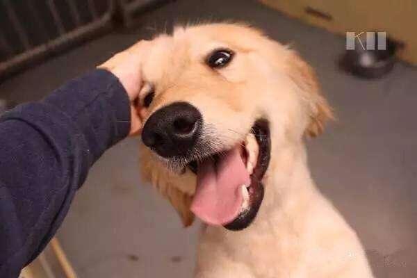 狗狗微笑的4个原因，全都知道的，说明你懂“它”！（狗狗微笑的表情包图片动态）