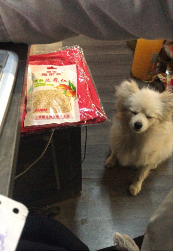 散记:爸爸楼顶收被子,捡到一只流浪狗! 散记:爸爸楼顶收被子,捡到一只流浪狗!