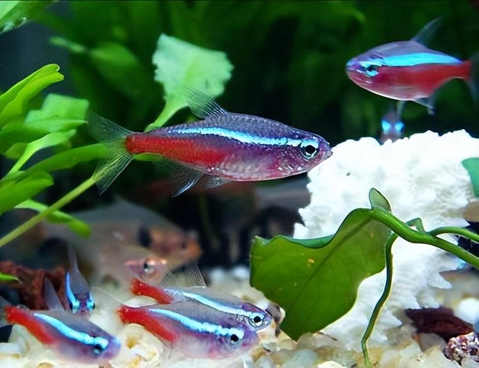 红绿灯鱼怎么繁殖？红绿灯鱼的繁殖方法与注意事项！（红绿灯鱼繁殖教程）