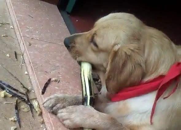 给狗狗吃水果时,千万不要误食这几种水果,对它伤害很大(狗狗吃水果有什么好处) 给狗狗吃水果时,千万不要误食这几种水果,对它伤害很大(狗狗吃水果有什么好处)