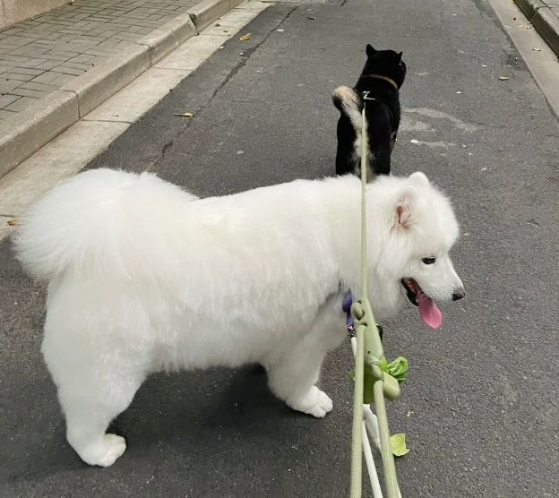 狗狗太过瘦弱怎么办？几种“最易长肉”的食物，适合瘦弱狗狗吃