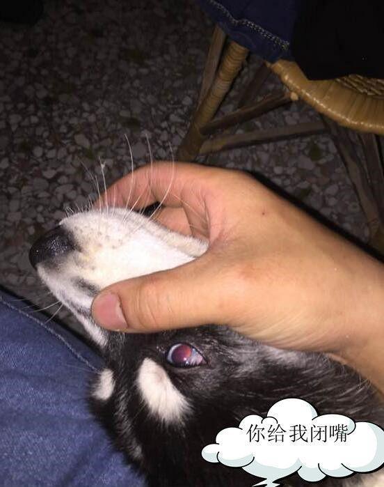 哈士奇到半夜就开始狼叫？网友：往死打！不行炖了（哈士奇半夜嚎叫怎么办）