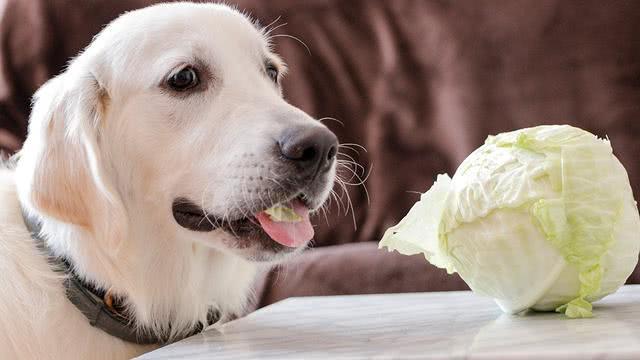狗狗可以吃包心菜吗？吃包心菜有什么好处，主人要注意什么？（狗狗可以吃包心菜嘛）