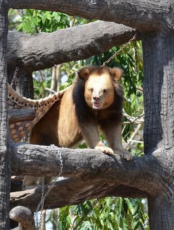 谜样生物一身金毛“像熊又像狮子”　保育员却说它超温柔（满身金毛的动物）