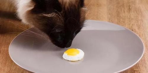 在猫咪眼里，所谓“人间美味”，就是这几种食物（猫咪眼中的世界是怎么样的）