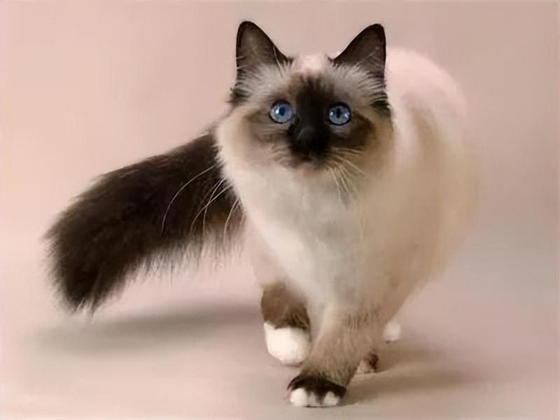 相似度99%的猫,一个都没认错的话,说明你很厉害(跟猫相似的动物照片) 相似度99%的猫,一个都没认错的话,说明你很厉害(跟猫相似的动物照片)