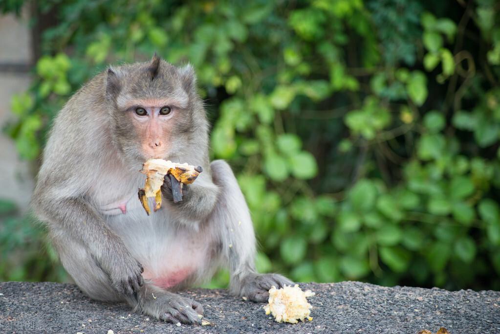 猴子爱吃“香蕉”和“桃子”？这些都是错误的，别再误导孩子啦！（猴子吃桃子还是吃香蕉好）